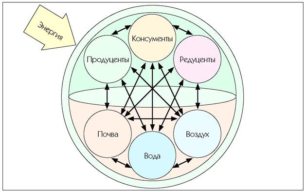 Экосистема человека схема