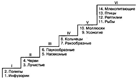 Лестница жизни семинар. Классификация животных по Ламарку. «Лестница существ» в теории градации ж. б. Ламарка. Ламарк классификация живых организмов.