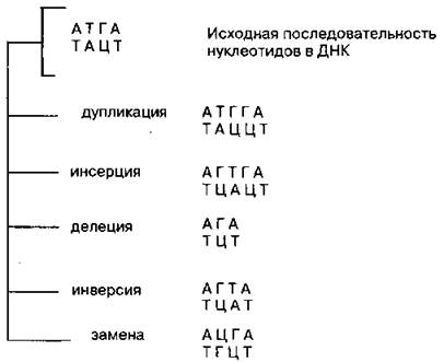 Генные последовательность нуклеотидов в генах. Генные мутации дупликация. Генные мутации делеция инверсия дупликация. Типы генных мутаций делеции. Инверсия генная мутация.