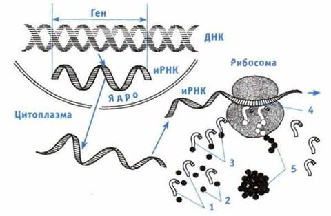 Схема синтеза белка в клетке