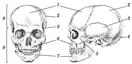 Лобная отдел скелета. Лобная кость анатомия без подписей. Лобная кость анатомия рисунок. Затылочное отверстие черепа. Скат черепа образован костями.