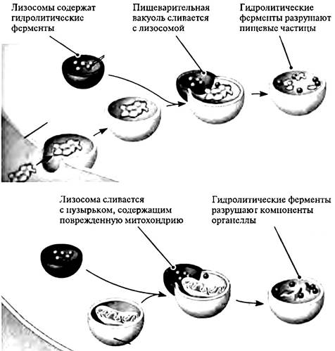 Первичная лизосома рисунок