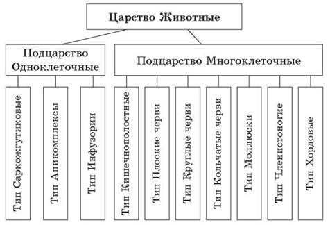 Царство животные схема