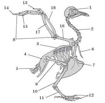 Скелет птицы биология 7 класс рисунок