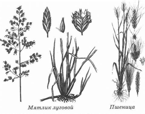 На каком рисунке изображены тысячелистник мышиный горошек и мятлик ответ